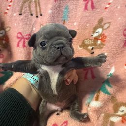 Girl 1 - Blue female French Bulldog puppy in Gerber, California from In The Zone Dog Training and Breeding
