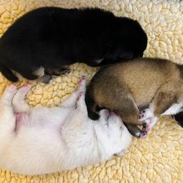 Boy 1 - Cream male Shiba Inu puppy in Green Bay, Wisconsin from Kokuryuu Shibas