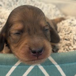 Cookie - Dapple male Dachshund puppy in Vancouver, Washington from Cascade Minis