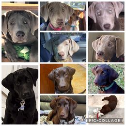 Dilute Retriever and Labrador Retriever Puppies from Longleaf Labradors