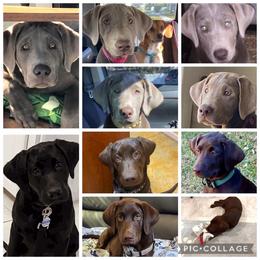 Dilute Retriever and Labrador Retriever Puppies from Longleaf Labradors