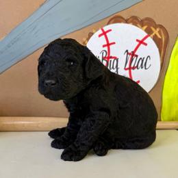 Big Mac - Black male Labradoodle puppy in Adams, Nebraska from Boxcar Doodles and Poodles