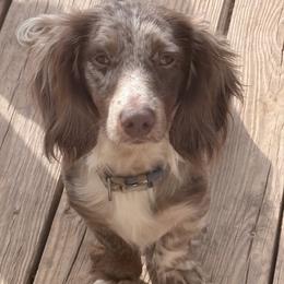 Deacon - Fawn (Isabella) male Dachshund puppy in Midland, Texas from The Barefield Doxies