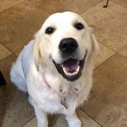 Ellie - Golden Retriever