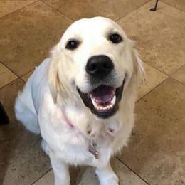 Ellie - Golden Retriever