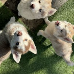 Siberian Husky Puppies from Young Orchard Siberians