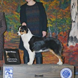 Capri - Australian Shepherd