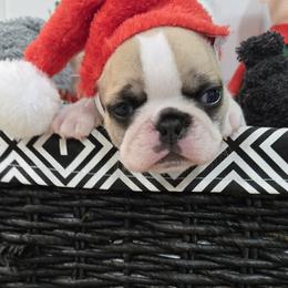 No name yet - White and fawn male French Bulldog puppy in Willow Spring, North Carolina from Alcide kennels