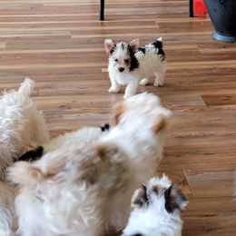 West Highland White Terrier and Yorkshire Terrier Puppies from Debra Burnett