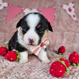 Poppy - Black and tan female American Corgi puppy in Taylorsville, North Carolina from America's Red White and Bluie Corgis