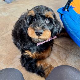 Finn - Phantom male Goldendoodle puppy in Los Gatos, California from Willow & Rose Doodles