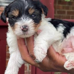 Spot - Parti male Yorkshire Terrier puppy in Eure, North Carolina from Cutie Patootie Paws