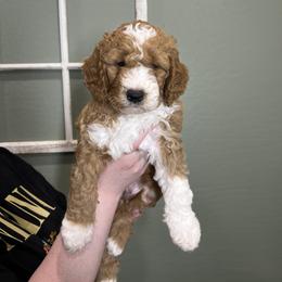 Bernedoodle Puppies from Hidden Hollow Doodles