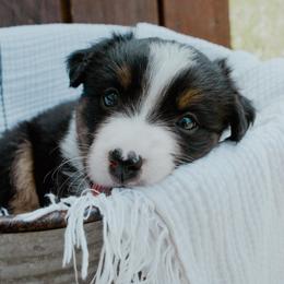 Cowboy - Black tri-color male Australian Shepherd puppy in Aberdeen, North Carolina from Huckleberry Hill Aussies LLC.