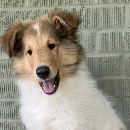 Collies from Malloy’s Providence Ranch