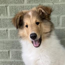 Collies from Malloy’s Providence Ranch