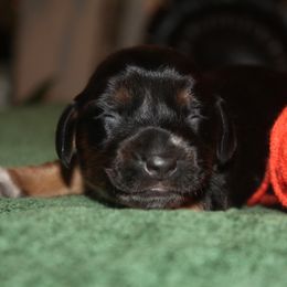 Boy 1 - Black and tan male Dachshund puppy in Windsor, Colorado from Murry’s minis