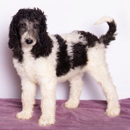 Donnie's Boy - Parti male Poodle puppy in Meadowbrook, California from Standard Poodle Pups