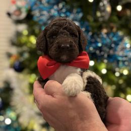 Fudge - Parti male Poodle puppy in Spring, Texas from Sterling Star Doodles