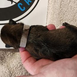 Smokey Quartz - Belgian Malinois puppy from By Your Side Canines
