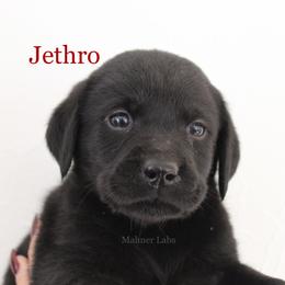 Labrador Retriever Puppies from Mahner Labs