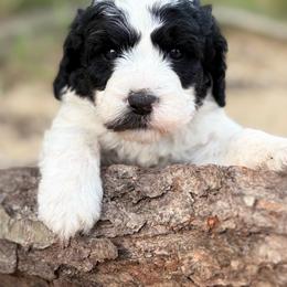 Lane - Parti male Goldendoodle puppy in Zeeland, Michigan from Dandelion Lane Doodles