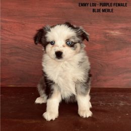 Girl 1 - Toy Australian Shepherd puppy in St. George, Utah from Double Bar H Corgis & Aussies