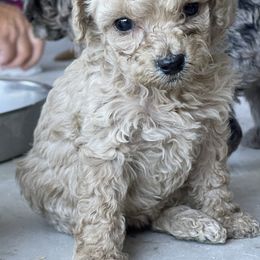 Goldendoodle and Poodle Puppies from King’s  Castle of Doodles