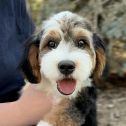Bernedoodle, Cavapoo, and Goldendoodle Puppies from Blackberry Farm Puppies
