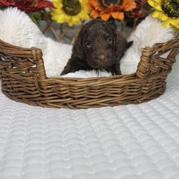 Winter - Brown female Bernedoodle puppy in Lehigh Acres, Florida from Little Golden Farm