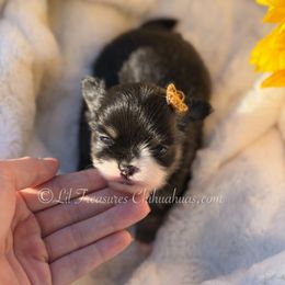 Ronnie - Black and white female Chihuahua puppy in Anderson, South Carolina from Lil Treasures Chihuahuas