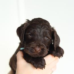 Blue - Chocolate male Australian Labradoodle puppy in Williamstown, New York from Lewis Manor Labradoodles