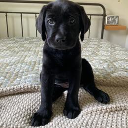 Ms. Purple - Black female Labrador Retriever puppy in New Hanover, New Jersey from Misty Labs