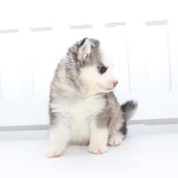 Jeff - Gray and white male Pomsky puppy in Murfreesboro, Tennessee from Middle Tennessee Pomskies