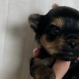 Yorkshire Terriers from Kei’s Precious Pups