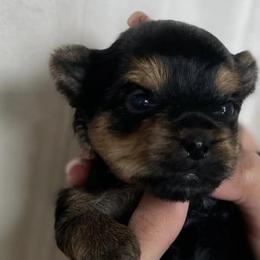 Yorkshire Terriers from Kei’s Precious Pups