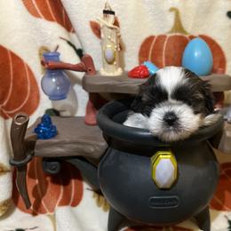 Shih Tzu Puppies from Lavender Lane Tzus