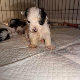 Gunner - Parti male Yorkshire Terrier puppy in Clarksburg, Indiana from Hidden Gems Parti Yorkies
