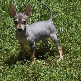 Marley - Black and tan female American Hairless Terrier puppy in Buckingham, Illinois from Gaus Hof