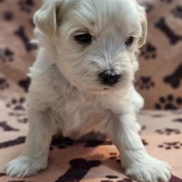 Maltese Puppies from Emotional Amor Support