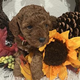 Daisy - Red  female Poodle puppy in Prairie Grove, Arkansas from Loves Toy Poodles