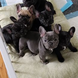 French Bulldog Puppies from Fair Oaks Frenchies