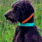 Pudelpointers from Dale Parker