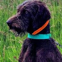 Pudelpointers from Dale Parker