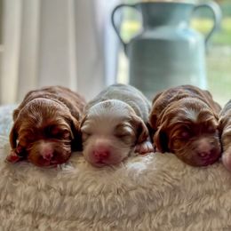 Goldendoodles from H&L GoldenDoodles