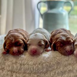 Goldendoodles from H&L GoldenDoodles