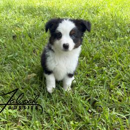 Cosmo - Black tri male Toy Australian Shepherd puppy in Lumberton, Mississippi from Talowah Aussies