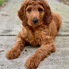 Irish Doodle Puppies from Morningside Doodles