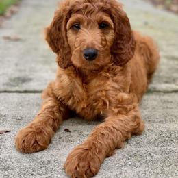 Irish Doodle Puppies from Morningside Doodles