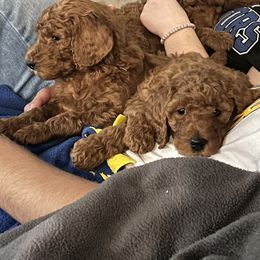 Poodle puppies from J and S Farms
